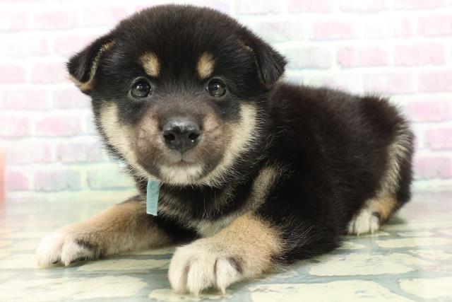 東京都の柴犬(標準サイズ) (Coo&RIKU中野サンモール店/2026年6月15日生まれ/男の子/黒)の子犬の2枚目の画像
