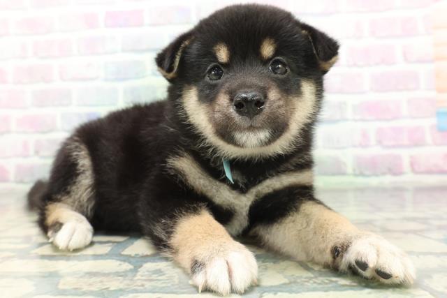 東京都の柴犬(標準サイズ) (Coo&RIKU中野サンモール店/2026年6月15日生まれ/男の子/黒)の子犬の3枚目の画像