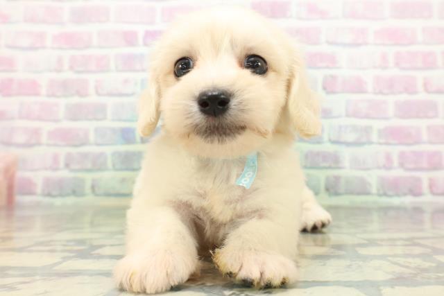 埼玉県のハーフ犬・ミックス犬 (Coo&RIKU桶川店/2026年6月15日生まれ/男の子/クリーム)の子犬の1枚目の画像