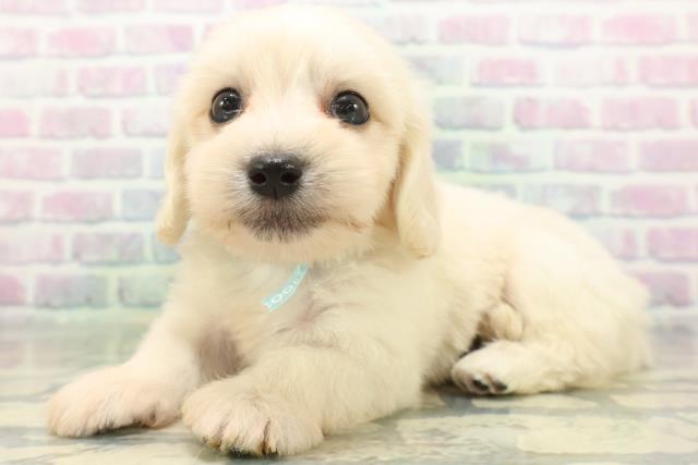 埼玉県のハーフ犬・ミックス犬 (Coo&RIKU桶川店/2026年6月15日生まれ/男の子/クリーム)の子犬の2枚目の画像
