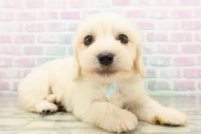 埼玉県のハーフ犬・ミックス犬 (Coo&RIKU桶川店/2026年6月15日生まれ/男の子/クリーム)の子犬の3枚目の画像