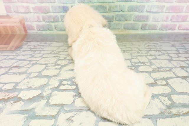埼玉県のハーフ犬・ミックス犬 (Coo&RIKU桶川店/2026年6月15日生まれ/男の子/クリーム)の子犬の4枚目の画像