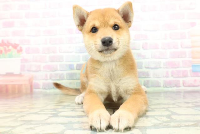 新潟県の柴犬(標準サイズ) (Coo&RIKU長岡店/2026年6月15日生まれ/男の子/赤)の子犬の1枚目の画像