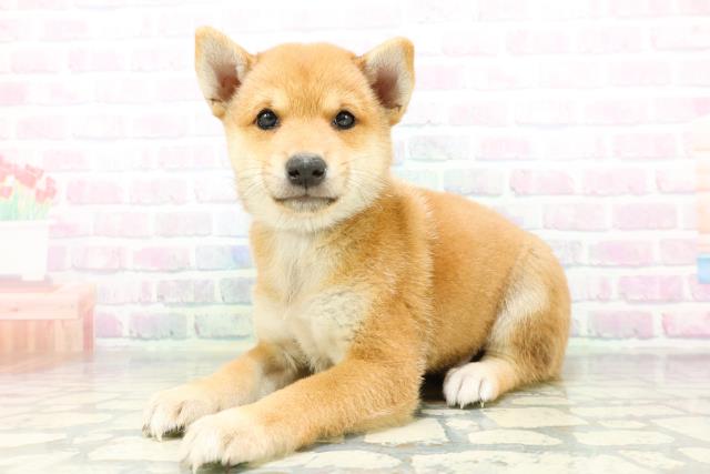 新潟県の柴犬(標準サイズ) (Coo&RIKU長岡店/2026年6月15日生まれ/男の子/赤)の子犬の2枚目の画像