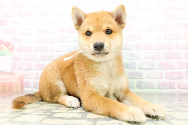 新潟県の柴犬(標準サイズ) (Coo&RIKU長岡店/2026年6月15日生まれ/男の子/赤)の子犬の3枚目の画像