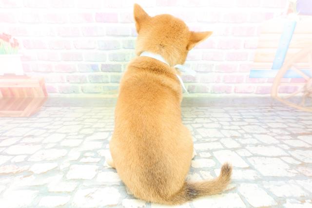 新潟県の柴犬(標準サイズ) (Coo&RIKU長岡店/2026年6月15日生まれ/男の子/赤)の子犬の4枚目の画像