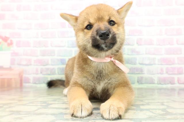 柴犬