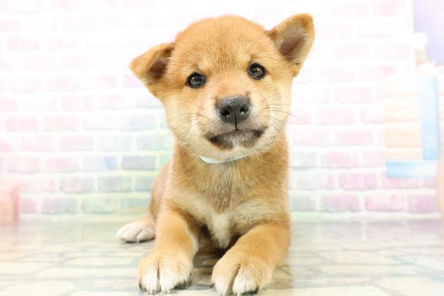 東京都の柴犬(標準サイズ) (Coo&RIKU武蔵小山店/2026年6月15日生まれ/男の子/赤)の子犬の1枚目の画像