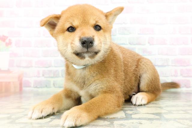 東京都の柴犬(標準サイズ) (Coo&RIKU武蔵小山店/2026年6月15日生まれ/男の子/赤)の子犬の2枚目の画像