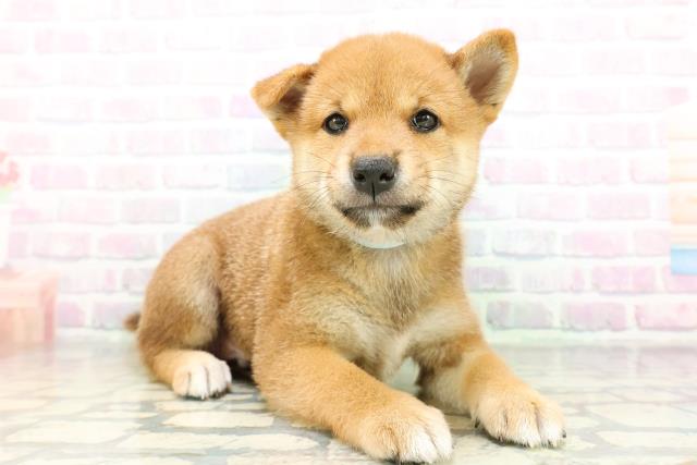 東京都の柴犬(標準サイズ) (Coo&RIKU武蔵小山店/2026年6月15日生まれ/男の子/赤)の子犬の3枚目の画像