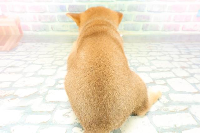 東京都の柴犬(標準サイズ) (Coo&RIKU武蔵小山店/2026年6月15日生まれ/男の子/赤)の子犬の4枚目の画像