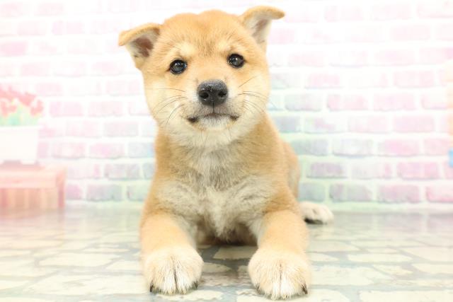 北海道の柴犬(標準サイズ) (Coo&RIKU釧路店/2026年6月15日生まれ/男の子/赤)の子犬の1枚目の画像