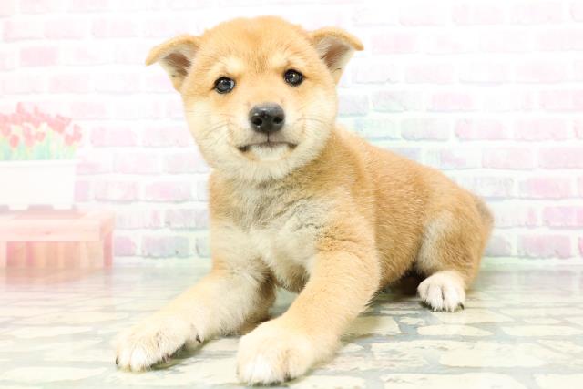 北海道の柴犬(標準サイズ) (Coo&RIKU釧路店/2026年6月15日生まれ/男の子/赤)の子犬の2枚目の画像