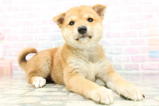 北海道の柴犬(標準サイズ) (Coo&RIKU釧路店/2026年6月15日生まれ/男の子/赤)の子犬の3枚目の画像