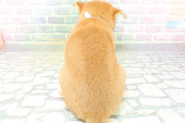 北海道の柴犬(標準サイズ) (Coo&RIKU釧路店/2026年6月15日生まれ/男の子/赤)の子犬の4枚目の画像