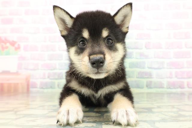 新潟県の柴犬(標準サイズ) (Coo&RIKUイオンモール新発田店/2026年6月16日生まれ/男の子/黒)の子犬の1枚目の画像