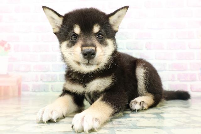 新潟県の柴犬(標準サイズ) (Coo&RIKUイオンモール新発田店/2026年6月16日生まれ/男の子/黒)の子犬の2枚目の画像