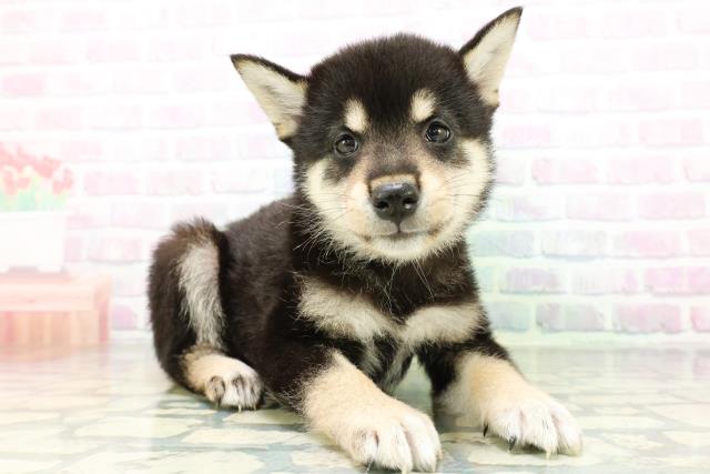 新潟県の柴犬(標準サイズ) (Coo&RIKUイオンモール新発田店/2026年6月16日生まれ/男の子/黒)の子犬の3枚目の画像