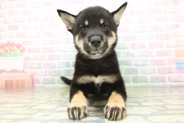 北海道の柴犬(標準サイズ) (Coo&RIKU帯広店/2026年6月16日生まれ/男の子/黒)の子犬の1枚目の画像