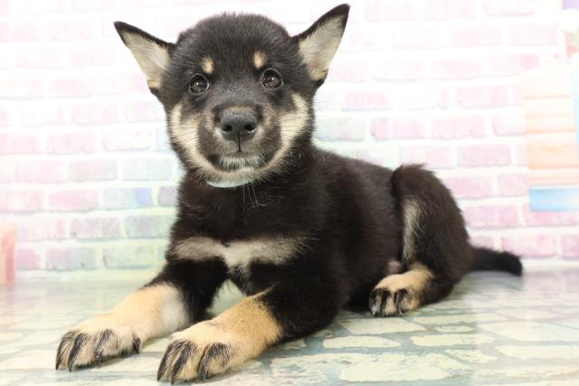 北海道の柴犬(標準サイズ) (Coo&RIKU帯広店/2026年6月16日生まれ/男の子/黒)の子犬の2枚目の画像