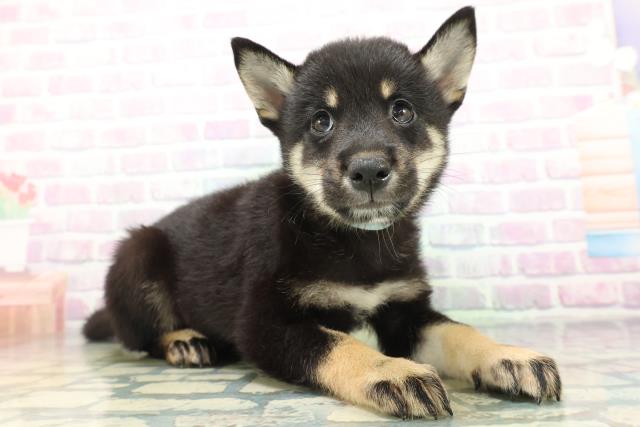北海道の柴犬(標準サイズ) (Coo&RIKU帯広店/2026年6月16日生まれ/男の子/黒)の子犬の3枚目の画像