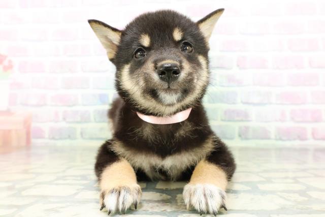 宮城県の柴犬(標準サイズ) (Coo&RIKU石巻店/2026年6月16日生まれ/女の子/黒)の子犬の1枚目の画像