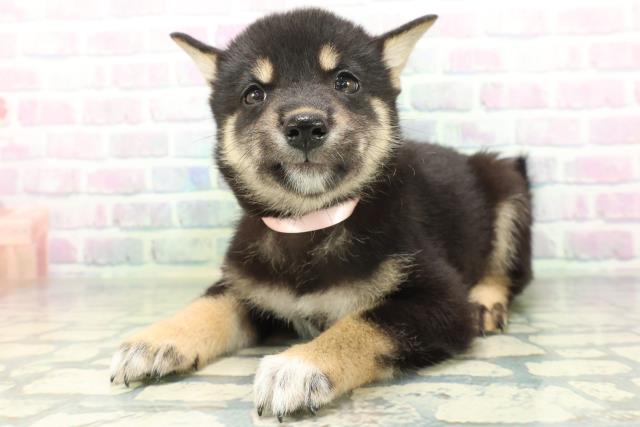 宮城県の柴犬(標準サイズ) (Coo&RIKU石巻店/2026年6月16日生まれ/女の子/黒)の子犬の2枚目の画像