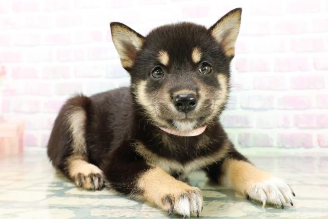 宮城県の柴犬(標準サイズ) (Coo&RIKU石巻店/2026年6月16日生まれ/女の子/黒)の子犬の3枚目の画像