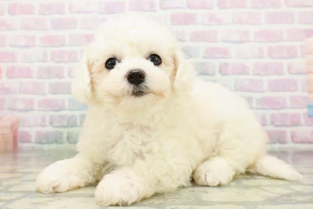 神奈川県のビションフリーゼ (Coo&RIKU横浜港南台店/2026年6月12日生まれ/女の子/ホワイト)の子犬の2枚目の画像