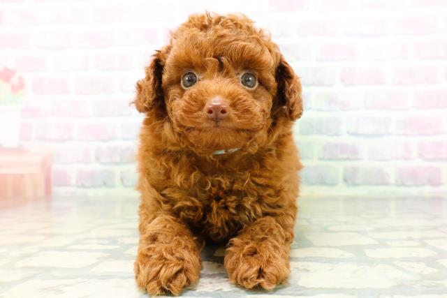 北海道のトイプードル(トイ) (Coo&RIKU釧路店/2026年6月13日生まれ/男の子/レッド)の子犬の1枚目の画像
