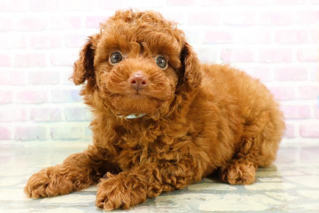 北海道のトイプードル(トイ) (Coo&RIKU釧路店/2026年6月13日生まれ/男の子/レッド)の子犬の2枚目の画像