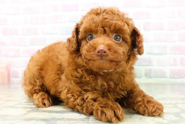 北海道のトイプードル(トイ) (Coo&RIKU釧路店/2026年6月13日生まれ/男の子/レッド)の子犬の3枚目の画像