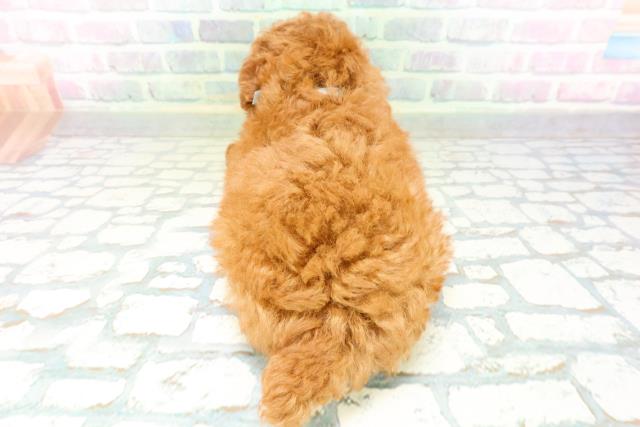 北海道のトイプードル(トイ) (Coo&RIKU釧路店/2026年6月13日生まれ/男の子/レッド)の子犬の4枚目の画像