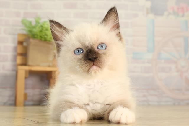 三重県のラグドール (Coo&RIKU四日市店/2026年6月8日生まれ/女の子/シールポイントミテッド)の子猫の1枚目の画像