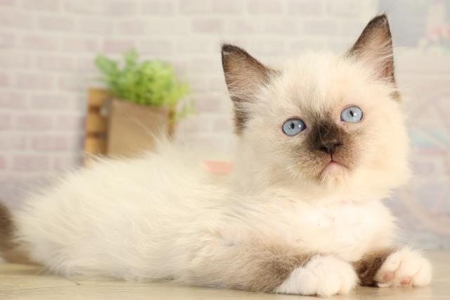 三重県のラグドール (Coo&RIKU四日市店/2026年6月8日生まれ/女の子/シールポイントミテッド)の子猫の2枚目の画像