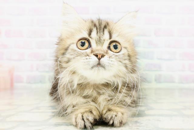 東京都のミヌエット (Coo&RIKU新宿三丁目店/2026年5月20日生まれ/女の子/ブラウンタビー)の子猫の1枚目の画像