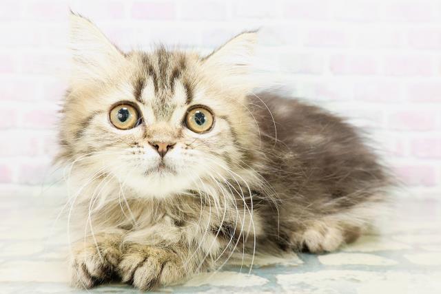 東京都のミヌエット (Coo&RIKU新宿三丁目店/2026年5月20日生まれ/女の子/ブラウンタビー)の子猫の2枚目の画像