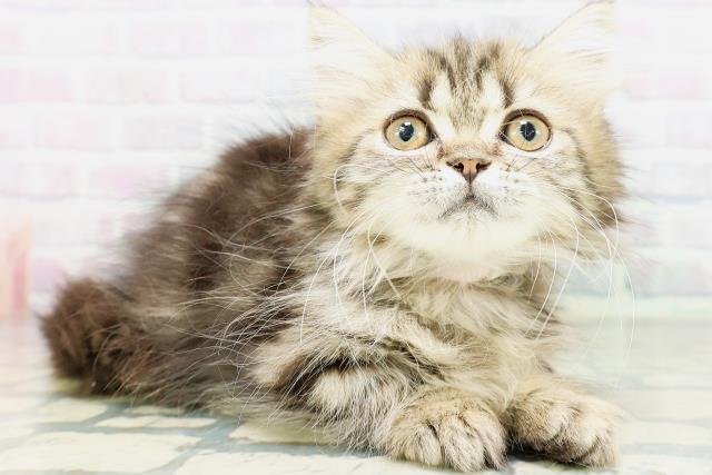 東京都のミヌエット (Coo&RIKU新宿三丁目店/2026年5月20日生まれ/女の子/ブラウンタビー)の子猫の3枚目の画像