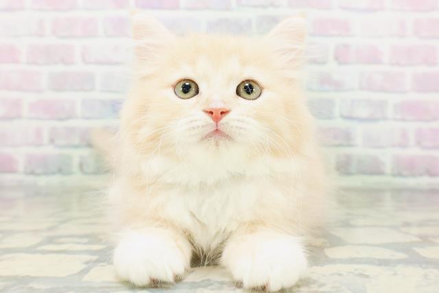 埼玉県のラガマフィン (Coo&RIKUヤオコー幸手店/2026年6月16日生まれ/男の子/クリームタビーホワイト)の子猫の1枚目の画像