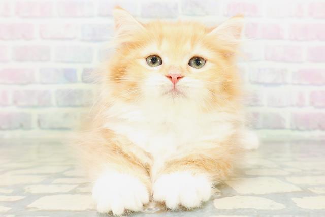 東京都のラガマフィン (Coo&RIKU江戸川店/2026年6月16日生まれ/男の子/レッドタビーホワイト)の子猫の1枚目の画像