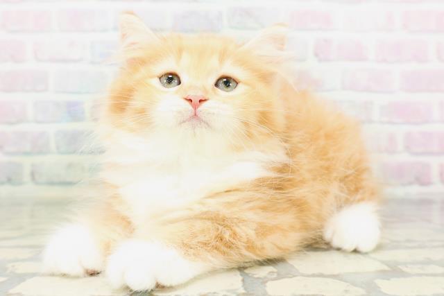 東京都のラガマフィン (Coo&RIKU江戸川店/2026年6月16日生まれ/男の子/レッドタビーホワイト)の子猫の2枚目の画像