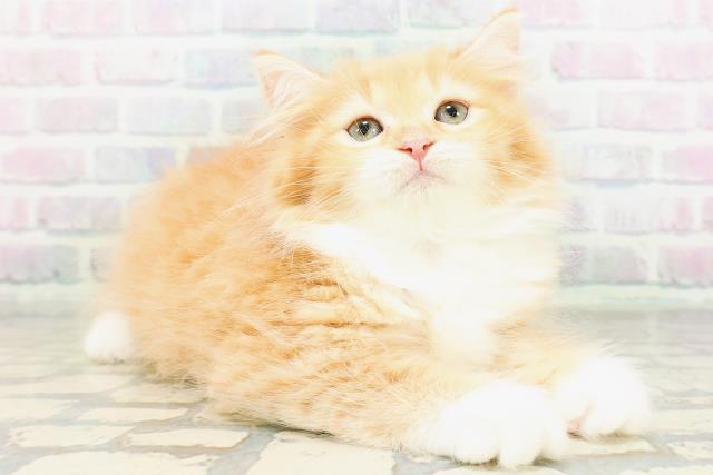 東京都のラガマフィン (Coo&RIKU江戸川店/2026年6月16日生まれ/男の子/レッドタビーホワイト)の子猫の3枚目の画像