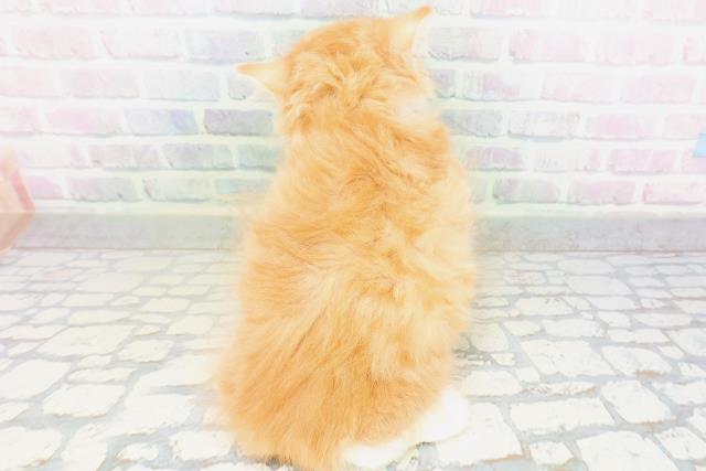 東京都のラガマフィン (Coo&RIKU江戸川店/2026年6月16日生まれ/男の子/レッドタビーホワイト)の子猫の4枚目の画像