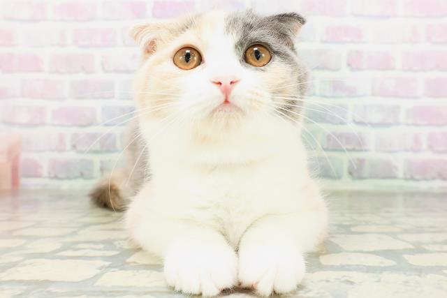 スコティッシュフォールド