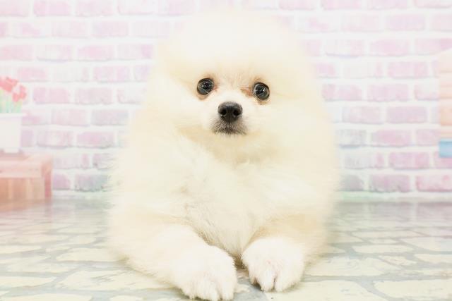 神奈川県のポメラニアン (Coo&RIKU小田原店/2026年6月12日生まれ/男の子/クリーム)の子犬の1枚目の画像