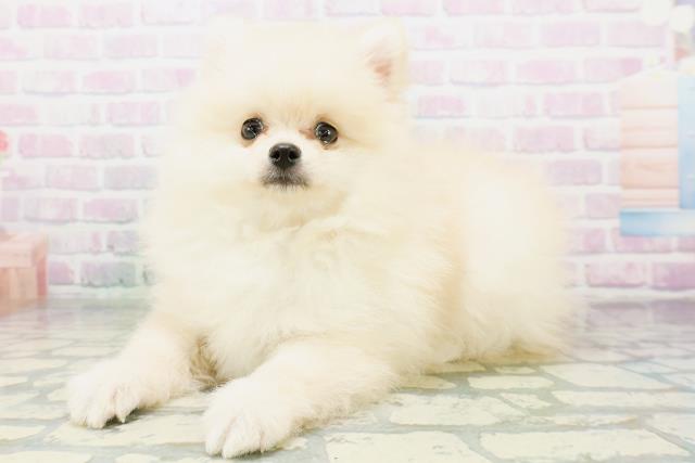 神奈川県のポメラニアン (Coo&RIKU小田原店/2026年6月12日生まれ/男の子/クリーム)の子犬の2枚目の画像