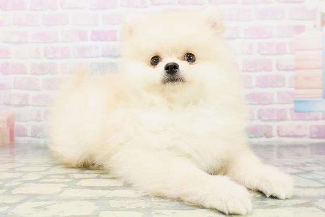 神奈川県のポメラニアン (Coo&RIKU小田原店/2026年6月12日生まれ/男の子/クリーム)の子犬の3枚目の画像