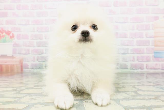 東京都のポメラニアン (Coo&RIKU東久留米店/2026年6月12日生まれ/女の子/クリーム)の子犬の1枚目の画像