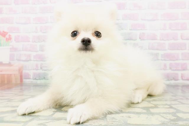 東京都のポメラニアン (Coo&RIKU東久留米店/2026年6月12日生まれ/女の子/クリーム)の子犬の2枚目の画像