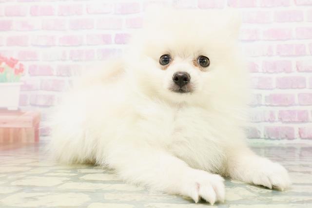 東京都のポメラニアン (Coo&RIKU東久留米店/2026年6月12日生まれ/女の子/クリーム)の子犬の3枚目の画像